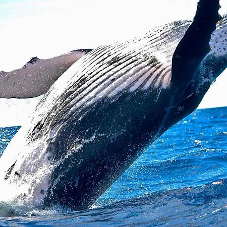 Superbe Bord De Mer, Acces Lagon Et Piscine Privee Paea Exteriér fotografie