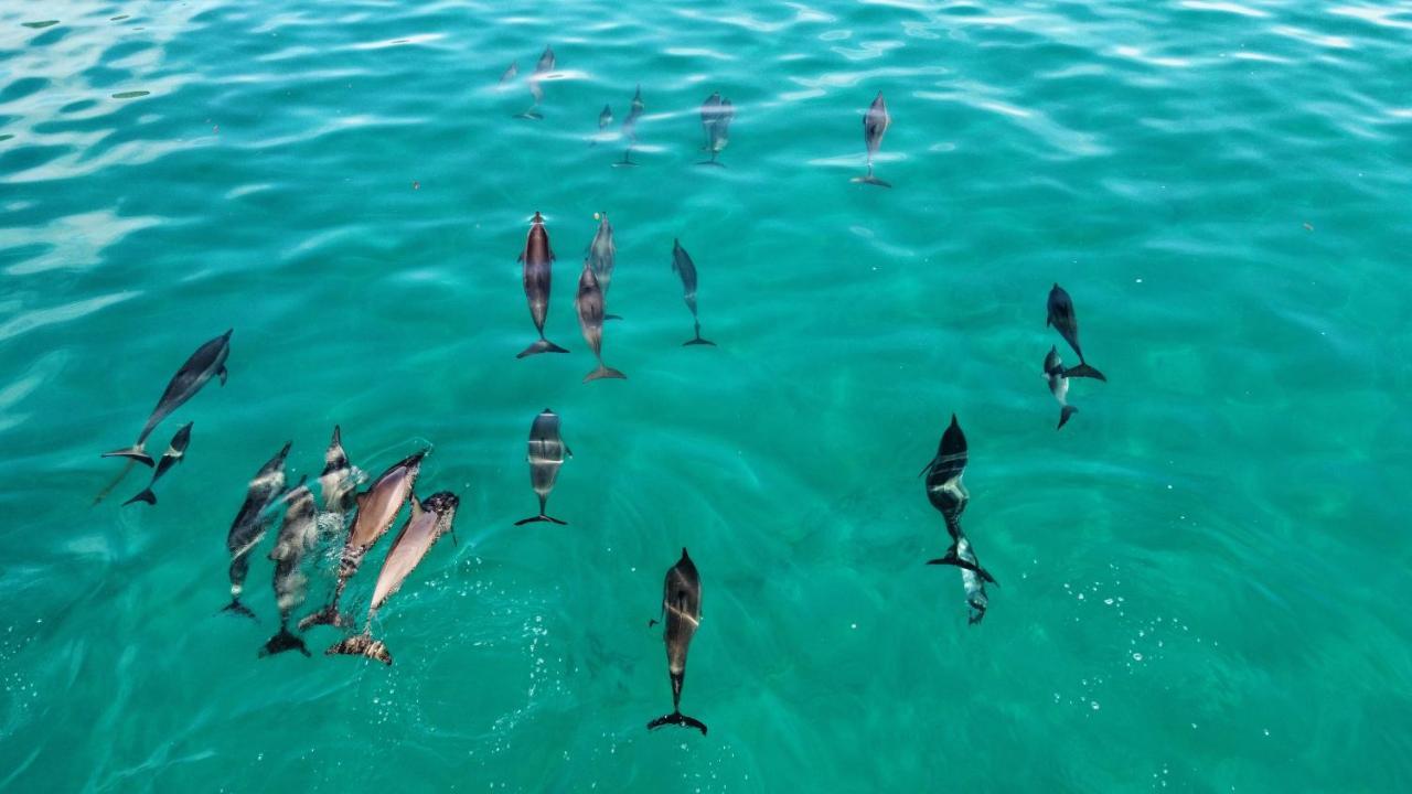 Superbe Bord De Mer, Acces Lagon Et Piscine Privee Paea Exteriér fotografie